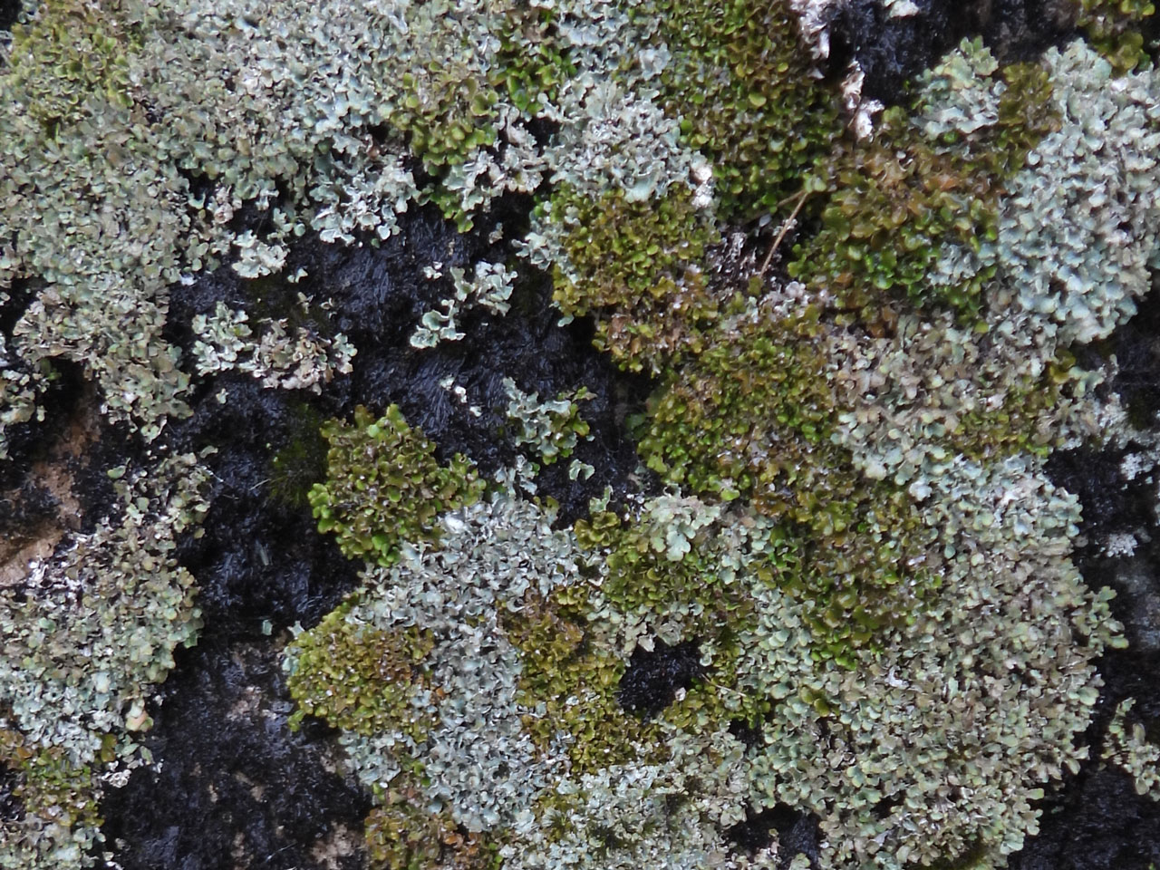 Wet Cladonia firma (green-brown) & Cladonia subcervicornis (silver-grey) on a flushed rock slab, Kirkstone Pass, Westmorland © Neil A Sanderson Wet Cladonia firma (green-brown) & Cladonia subcervicornis (silver-grey) on a flushed rock slab, Kirkstone Pass, Westmorland