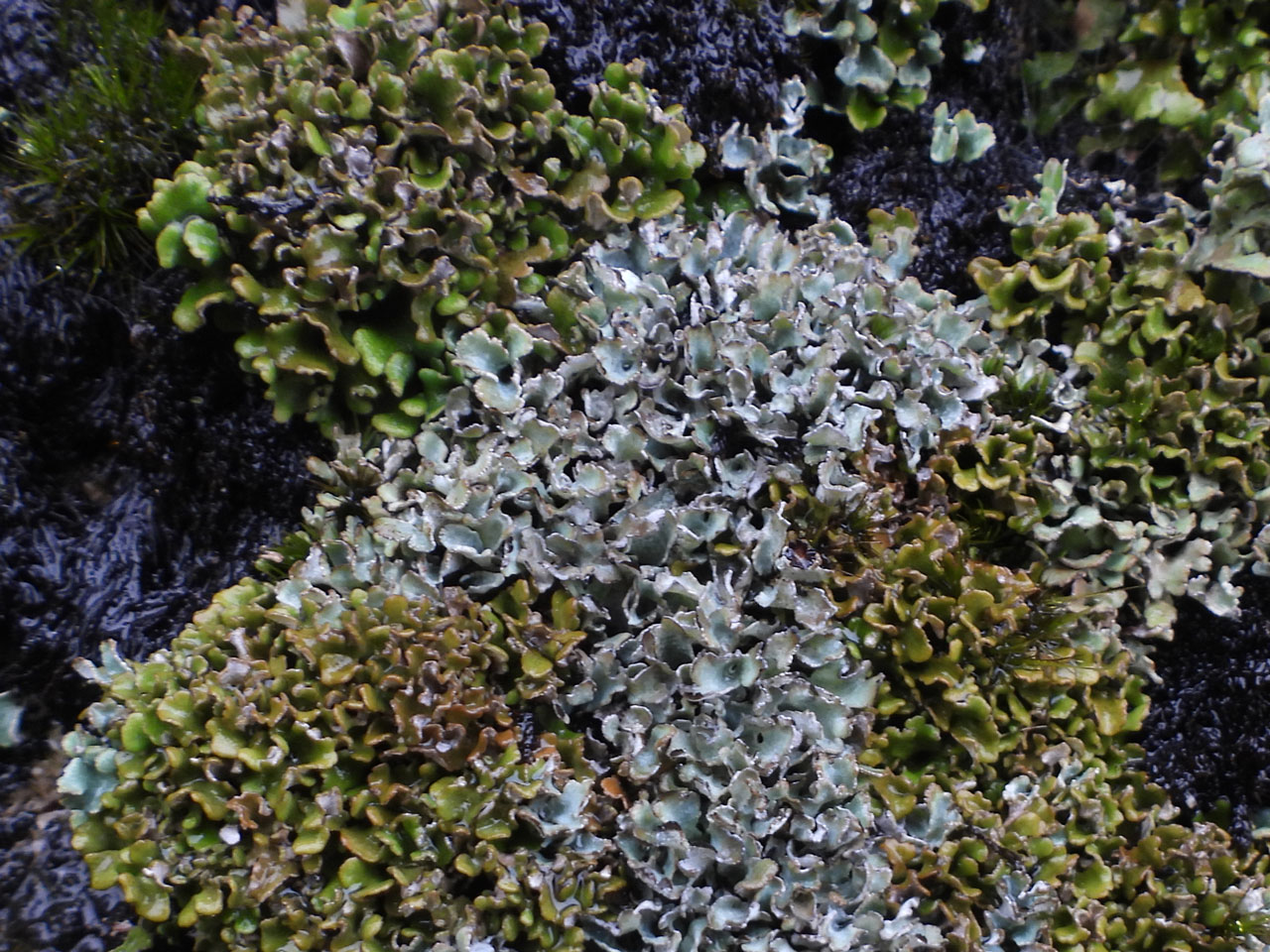 Wet Cladonia firma (green-brown) & Cladonia subcervicornis (silver-grey) on a flushed rock slab, Kirkstone Pass, Westmorland © Neil A Sanderson Wet Cladonia firma (green-brown) & Cladonia subcervicornis (silver-grey) on a flushed rock slab, Kirkstone Pass, Westmorland