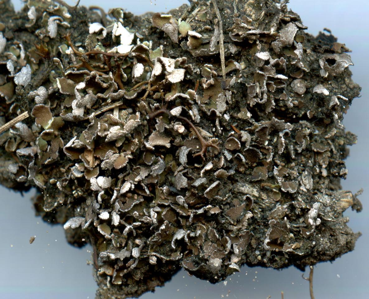 Cladonia firma dry squamules from base enriched parched grassland, Matley, New Forest  © Neil A Sanderson Cladonia firma dry, Matley, New Forest