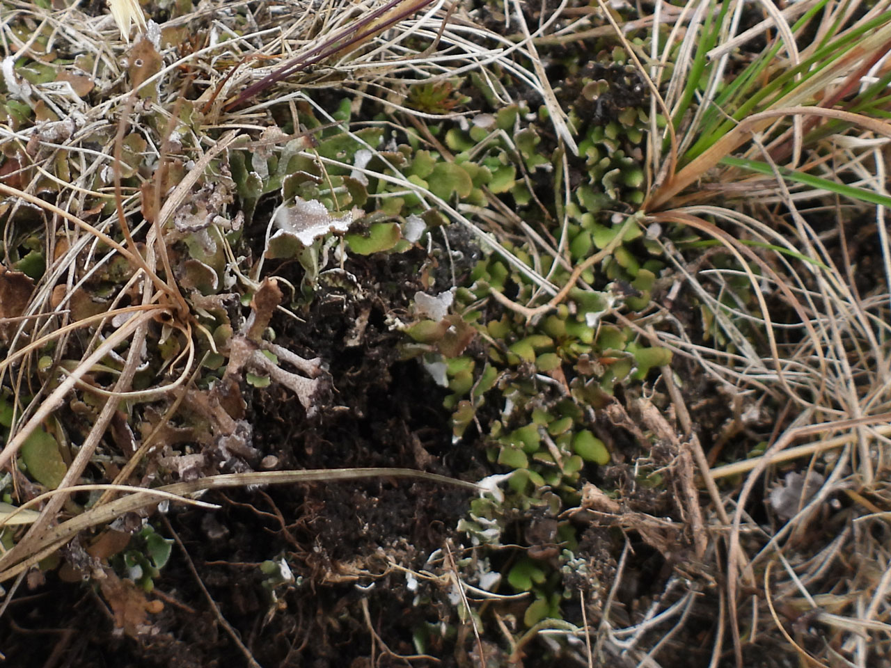 Cladonia firma, damp in heathland habitat, a greywacke outcrop, with CG10 grassland, Ervie Moor, Kirkcudbright © Neil A Sanderson Cladonia firma, damp in heathland habitat, a greywacke outcrop, with CG10 grassland, Ervie Moor, Kirkcudbright