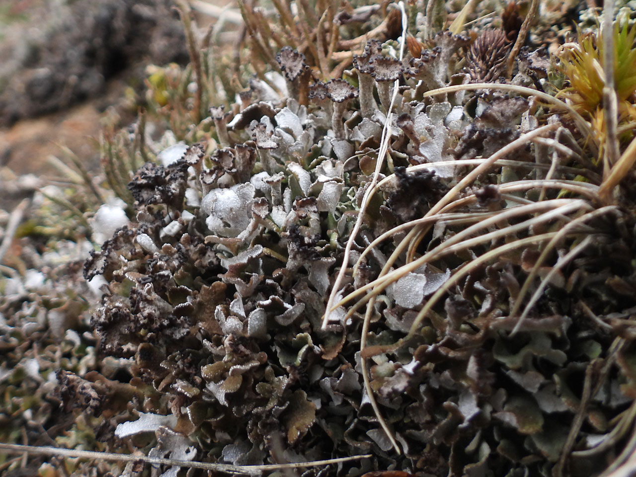 Cladonia firma, drying in heathland habitat, a greywacke outcrop, with CG10 grassland, Ervie Moor, Kirkcudbright © Neil A Sanderson Cladonia firma, drying in heathland habitat, a greywacke outcrop, with CG10 grassland, Ervie Moor, Kirkcudbright