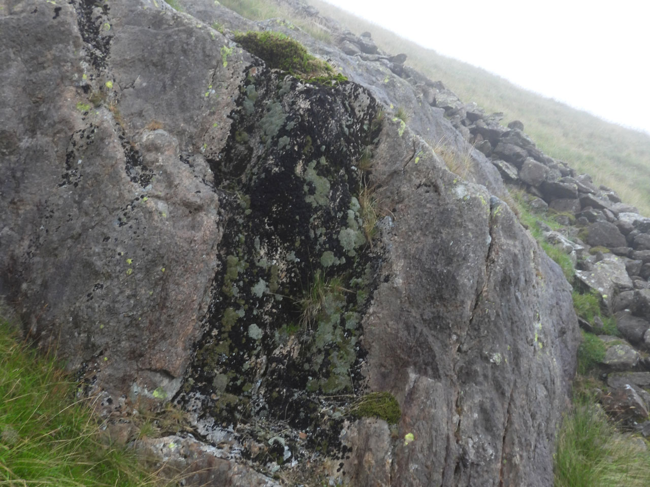 Cladonia firma, upland habitat, a flushed andesite slab, Kirkstone Pass, Westmorland © Neil A Sanderson Cladonia firma, upland habitat, a flushed andesite slab, Kirkstone Pass, Westmorland