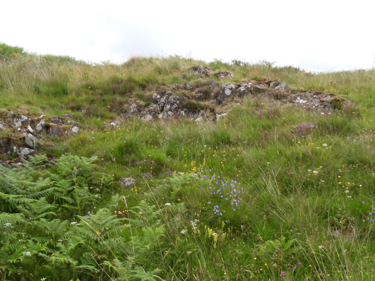 Cladonia firma, heathland habitat, a greywacke outcrop, with CG10 grassland above M25b rhôs pasture, Ervie Moor, Kirkcudbright © Neil A Sanderson Cladonia firma, heathland habitat, a greywacke outcrop, with CG10 grassland above M25b rhôs pasture, Ervie Moor, Kirkcudbright