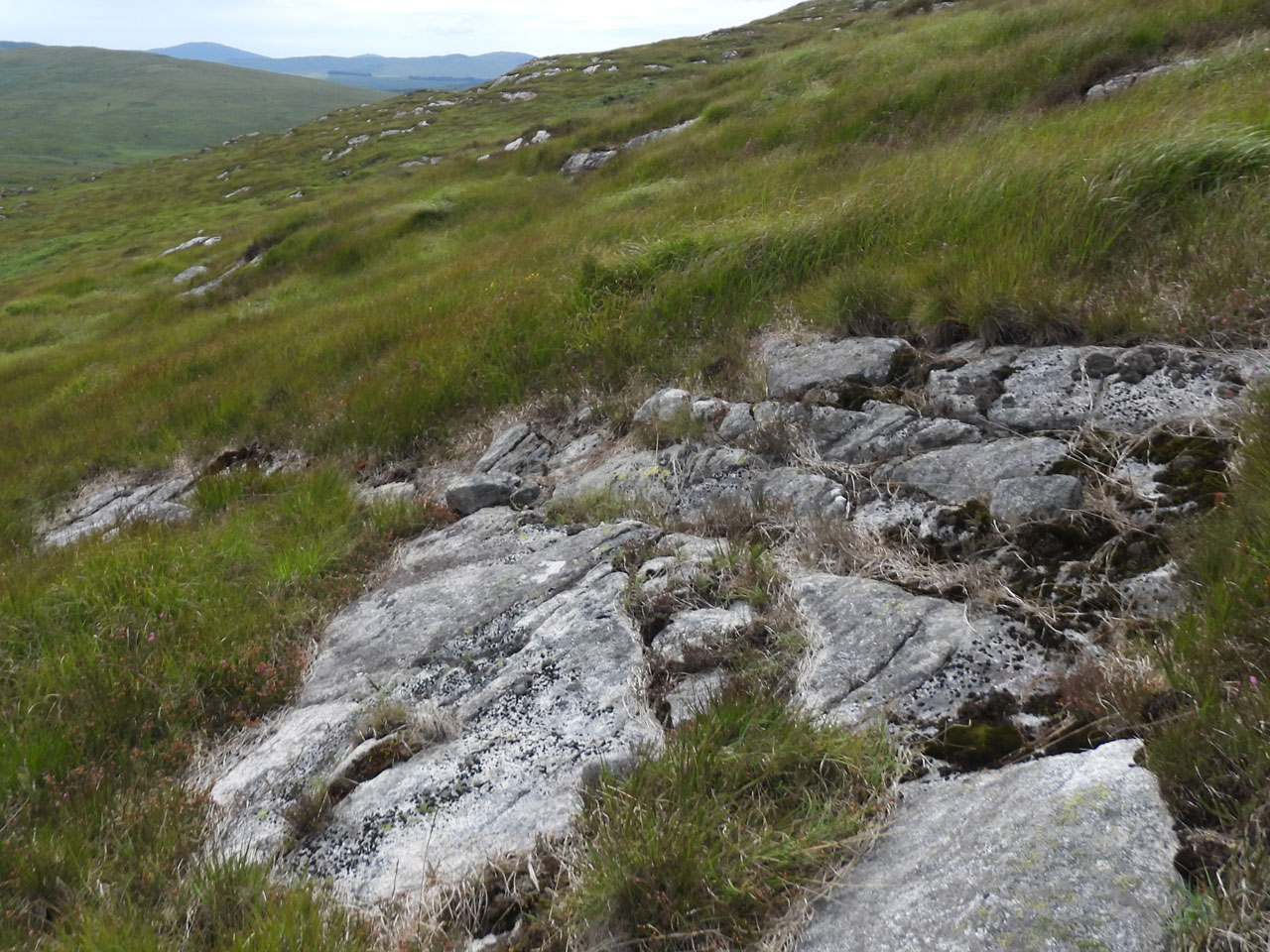Cladonia firma, upland habitat, a flushed granite slab in M15 Wet Heath, Airie Hill, Kirkcudbright © Neil A Sanderson Cladonia firma, upland habitat, a flushed granite slab, Airie Hill, Kirkcudbright