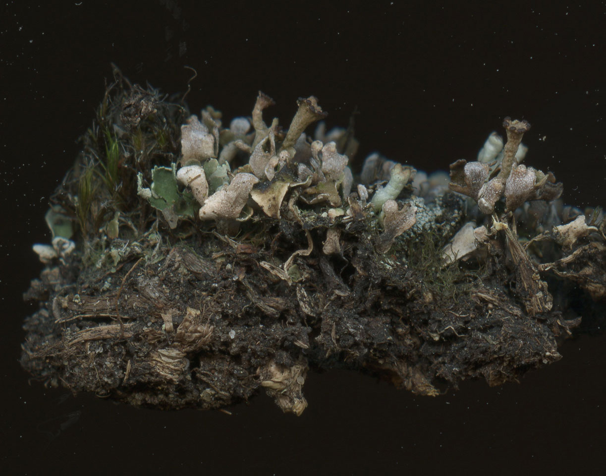 Cladonia firma, a scan of a specimen, also with Pycnothelia papillaria, Beaulieu Heath, New Forest © Neil A Sanderson Cladonia firma, Beaulieu Heath, New Forest