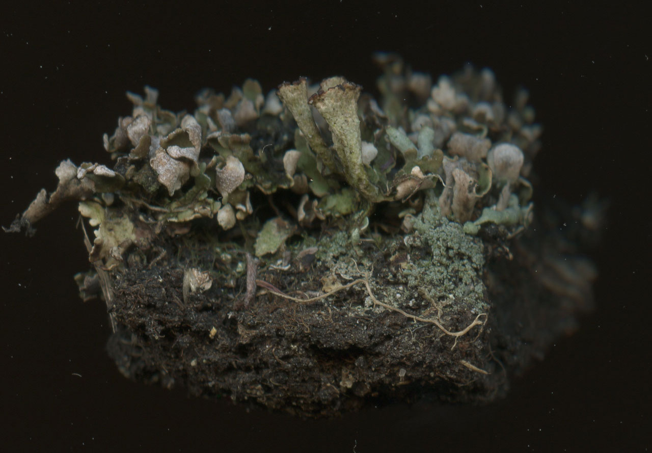 Cladonia firma, a scan of a specimen, Beaulieu Heath, New Forest © Neil A Sanderson Cladonia firma, Beaulieu Heath, New Forest