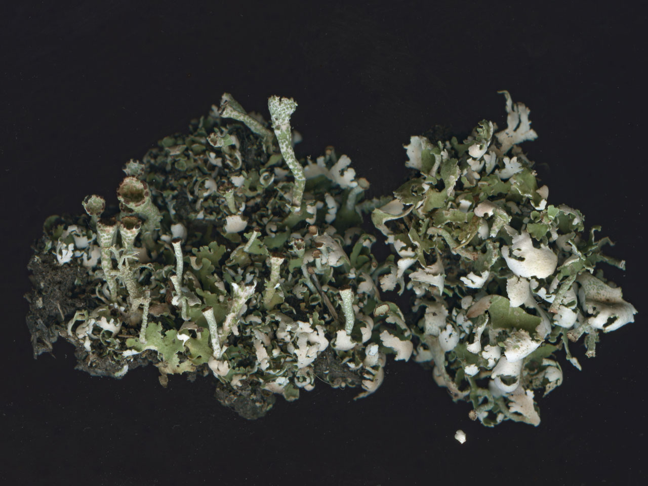 Cladonia foliacea, fresh drying material with podetia, in base of gravel pit, New Forest © Neil A Sanderson  Cladonia foliacea, dry, New Forest