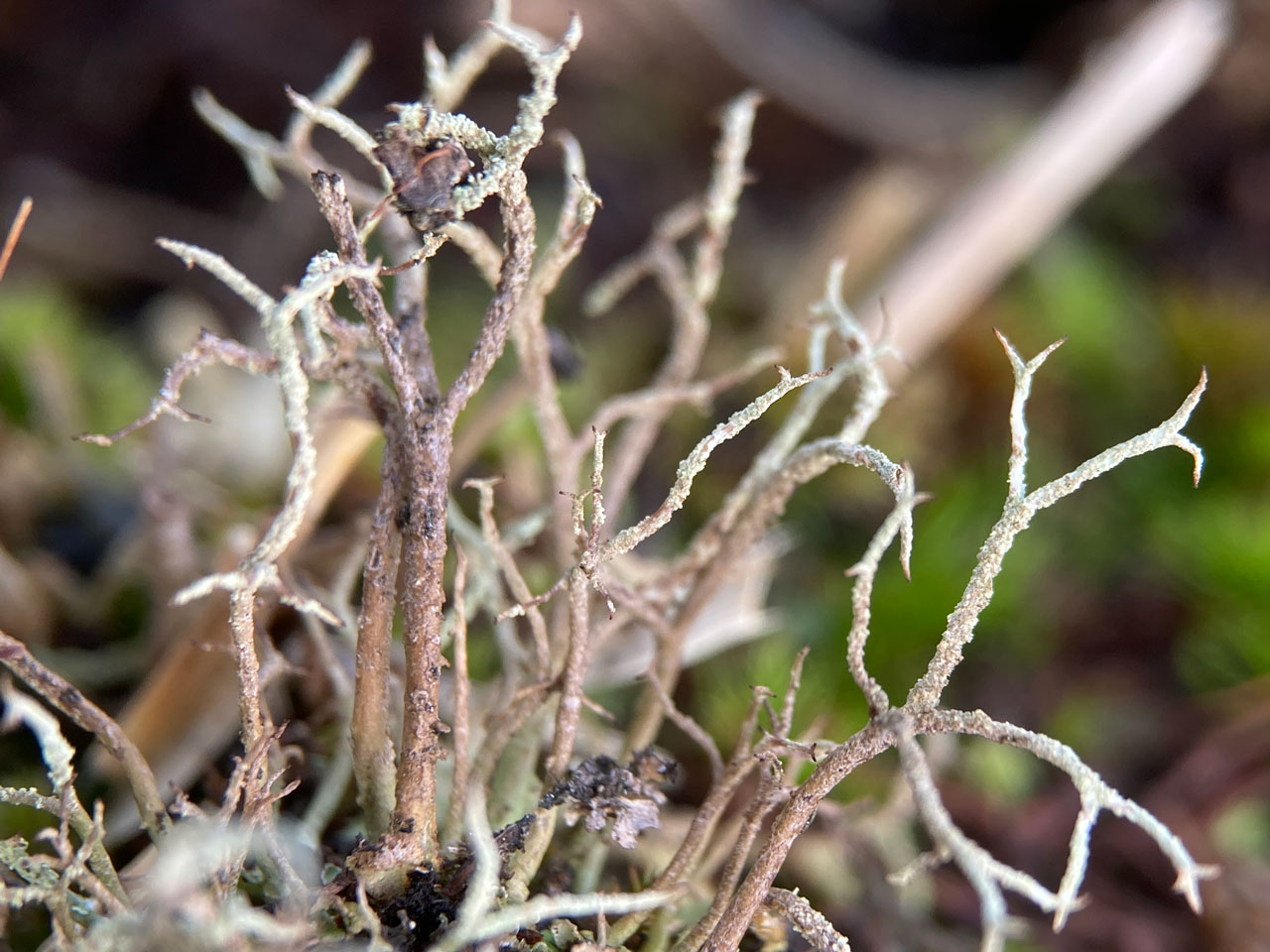 Cladonia furcata subsp. furcata, a odd sorediate morph, acid grassland in heathland, High Corner, New Forest © Neil A Sanderson Cladonia furcata subsp. furcata, a sorediate morph, heath, High Corner, New Forest