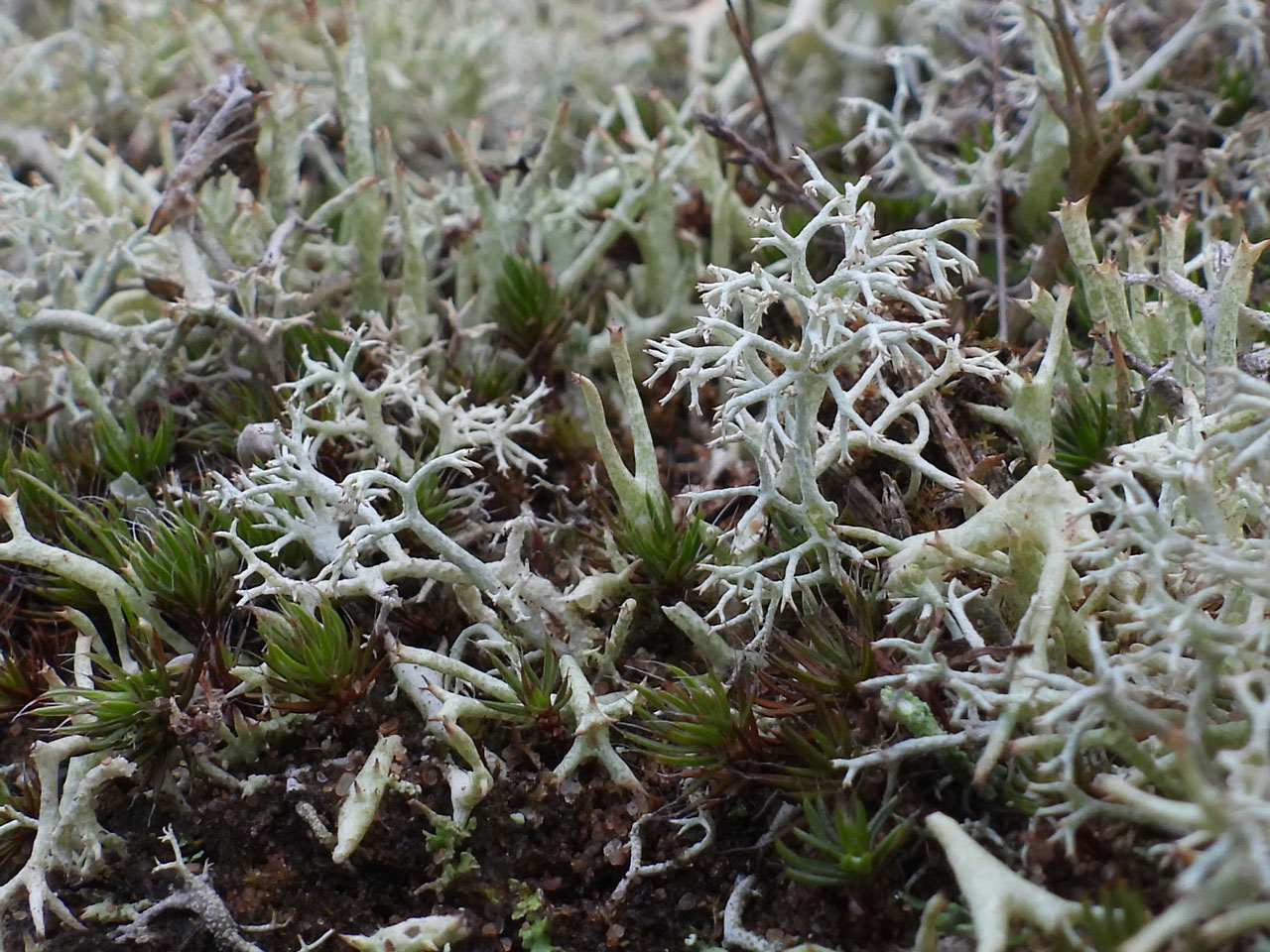 Cladonia mitis, in lichen rich parched acid grassland, in heathland, Hartlebury Common, Worcestershire @ Neil A Sanderson Cladonia mitis, Hartlebury Common, Worcestershire