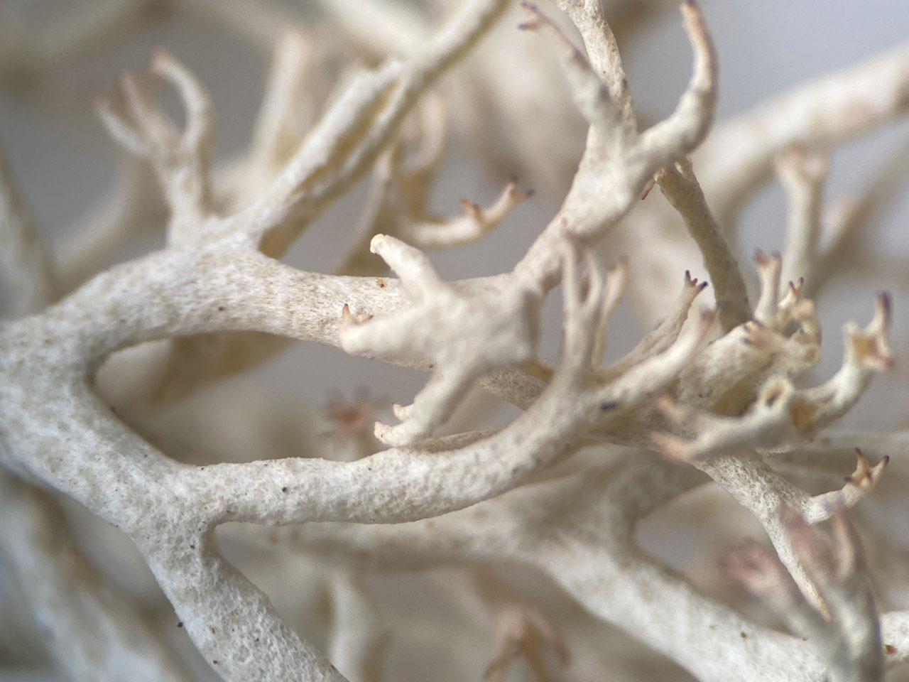 Cladonia mitis, close up of podetia surface, Hartlebury Common, Worcestershire @ Neil A Sanderson Cladonia mitis, close up of podetia surface, Hartlebury Common, Worcestershire