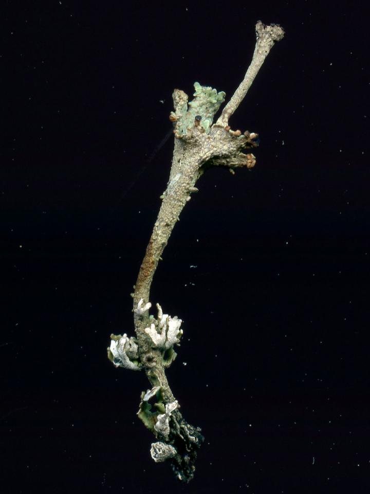 Cladonia phyllophora, scan of podetia, Shaptor, Dartmoor © Neil A Sanderson Cladonia phyllophora, Shaptor, Dartmoor