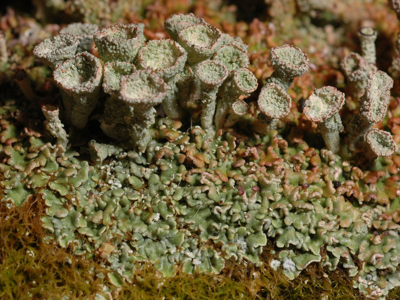 Cladonia pocillum, on moss on limestone. Lathkill Dale, Derbyshire © M Sutcliffe Cladonia pocillum, Lathkill Dale, Derbyshire