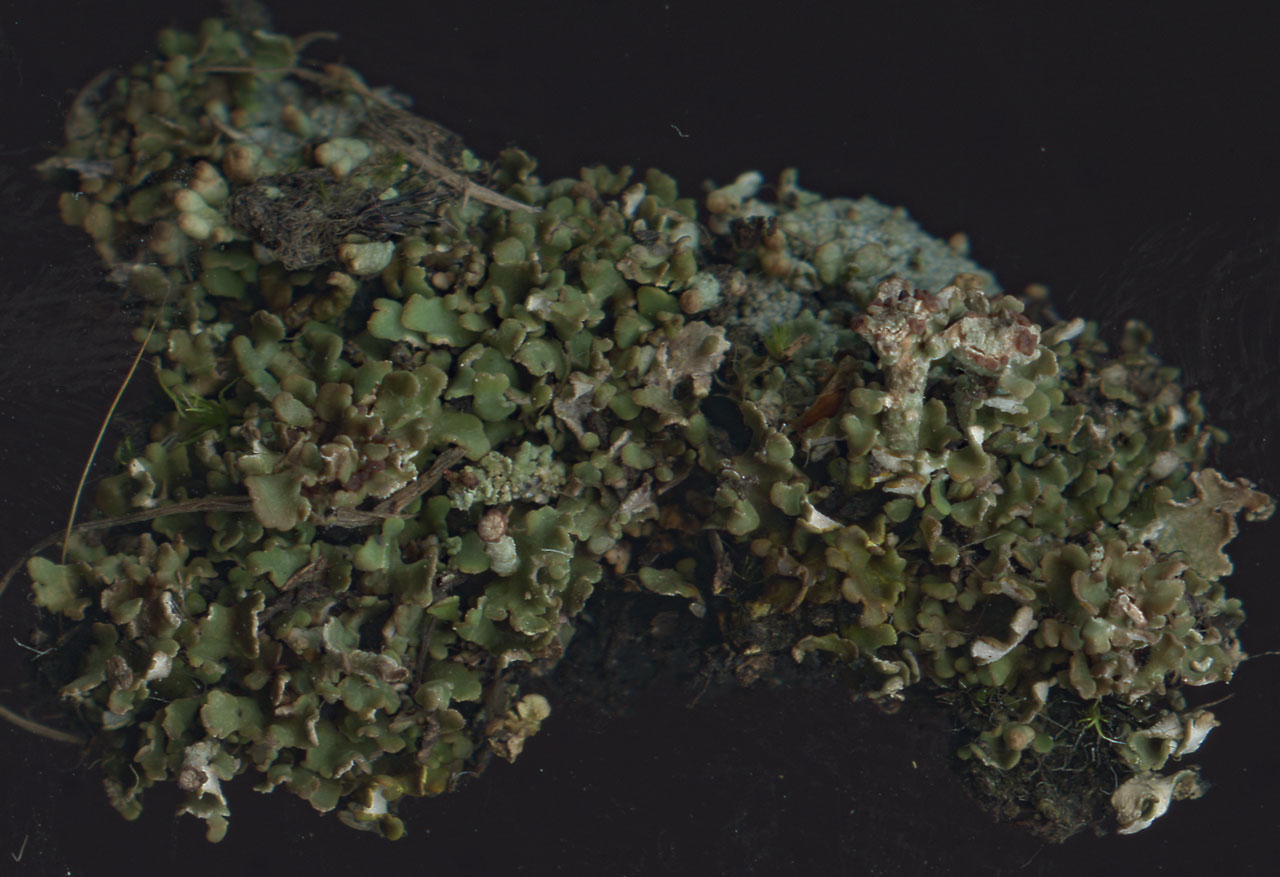 Cladonia pulvinata, a squamule mat with some small podetia, Black Bush Plain, New Forest © Neil A Sanderson Cladonia pulvinata, Black Bush Plain, New Forest