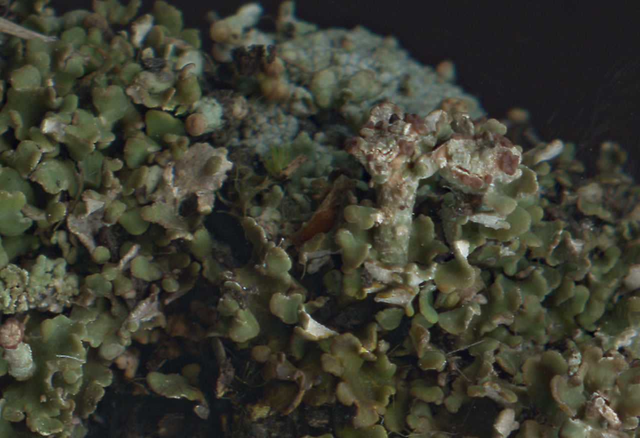 Cladonia pulvinata, a squamule mat with some small podetia, closer view of the podetia, Black Bush Plain, New Forest © Neil A Sanderson Cladonia pulvinata, Black Bush Plain, New Forest