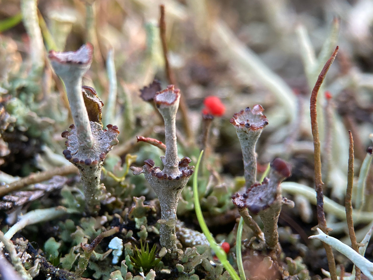 Cladonia pulvinata, well developed podetia, in old gravel pit, Fritham Plain, New Forest © Neil A Sanderson Cladonia pulvinata, podetia, Fritham Plain, New Forest