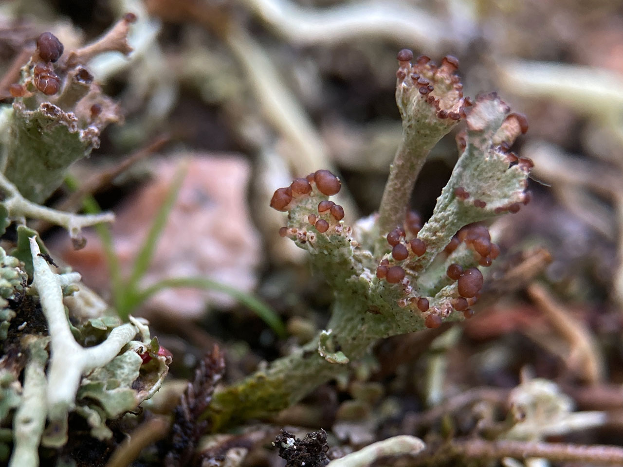 Cladonia pulvinata, well developed podetia with apothecia, in old gravel pit, Fritham Plain, New Forest © Neil A Sanderson Cladonia pulvinata, apothecia on podetia, Fritham Plain, New Forest