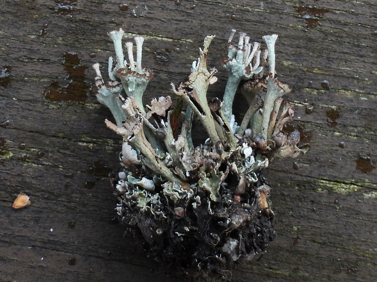 Cladonia pulvinata, on mine waste with proliferating podetia, Nant-y-glo, Carmarthenshire, specimen Nicola Bacciu © Neil A Sanderson Cladonia pulvinata, mine waste, Nant-y-glo, Carmarthenshire