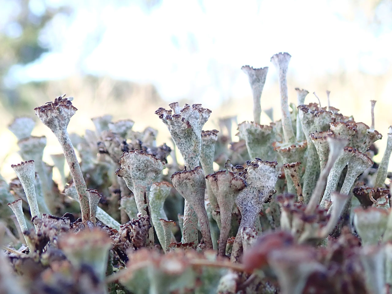 Cladonia pulvinata, close up showing cortex with subarachnoid surfaces between the areolae, on mine waste, Bog Mine, Shropshire  © Eric Steer Cladonia pulvinata, Bog Mine, Shropshire