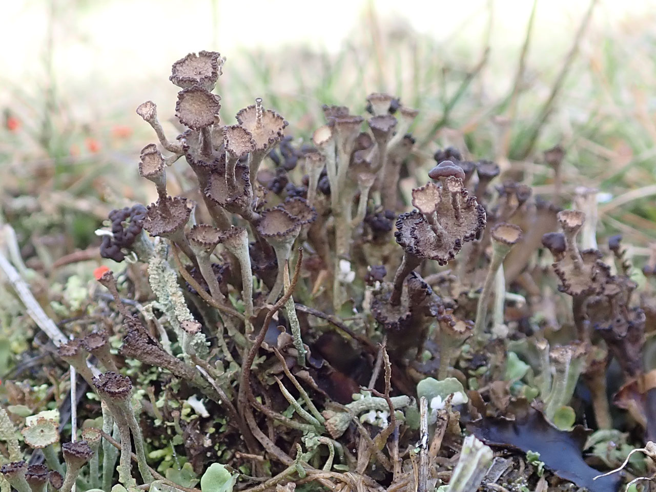 Cladonia pulvinata, large matterial, on mine waste, Bog Mine, Shropshire  © Eric Steer Cladonia pulvinata, Bog Mine, Shropshire