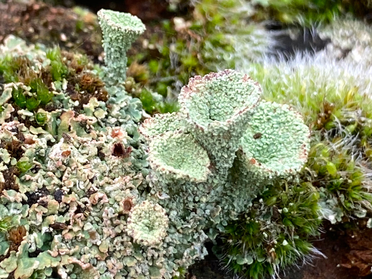 Cladonia pyxidata, on a calcareous ironstone headstone, churchyard, Warwickshire © Chalkie  Cladonia pyxidata, headstone, churchyard, Warwickshire