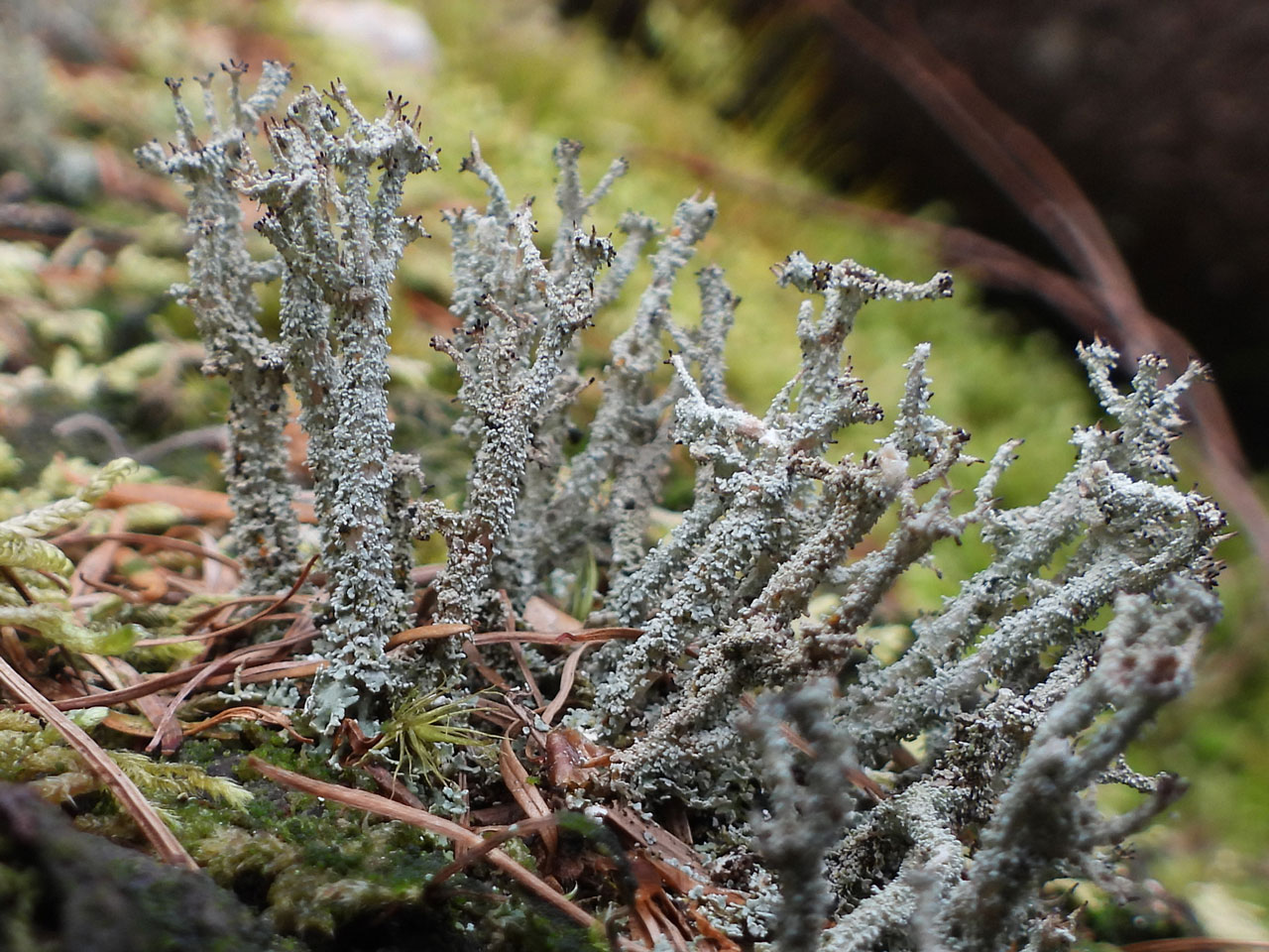 Cladonia squamosa var. squamosa, Ceunant Llennyrch, Meirionnydd