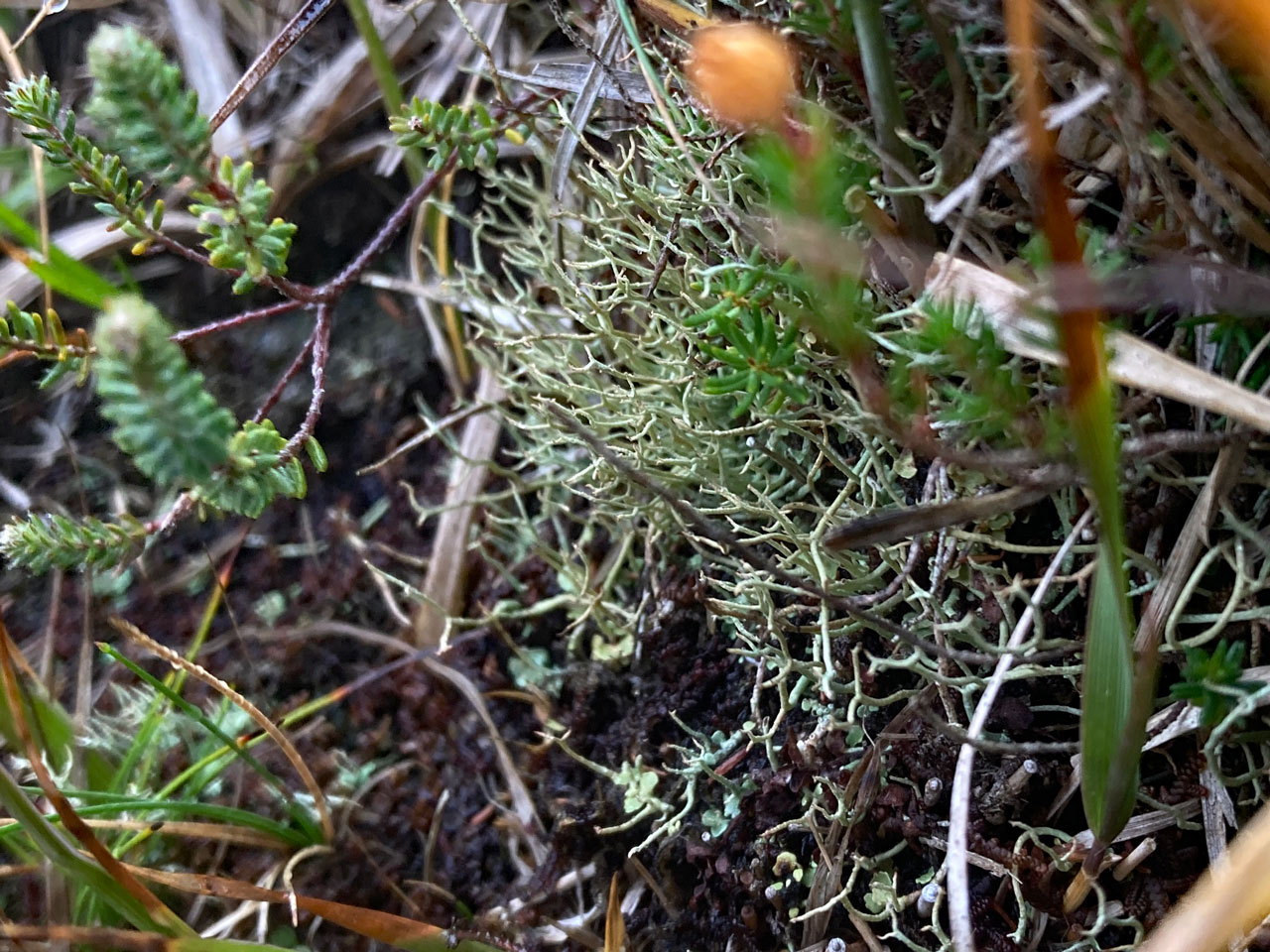 Cladonia stereoclada, on hummock in Schoenus nigricans – Erica vagans wet heath, Lizard, West Cornwall © Neil A Sanderson Cladonia stereoclada, Lizard, West Cornwall