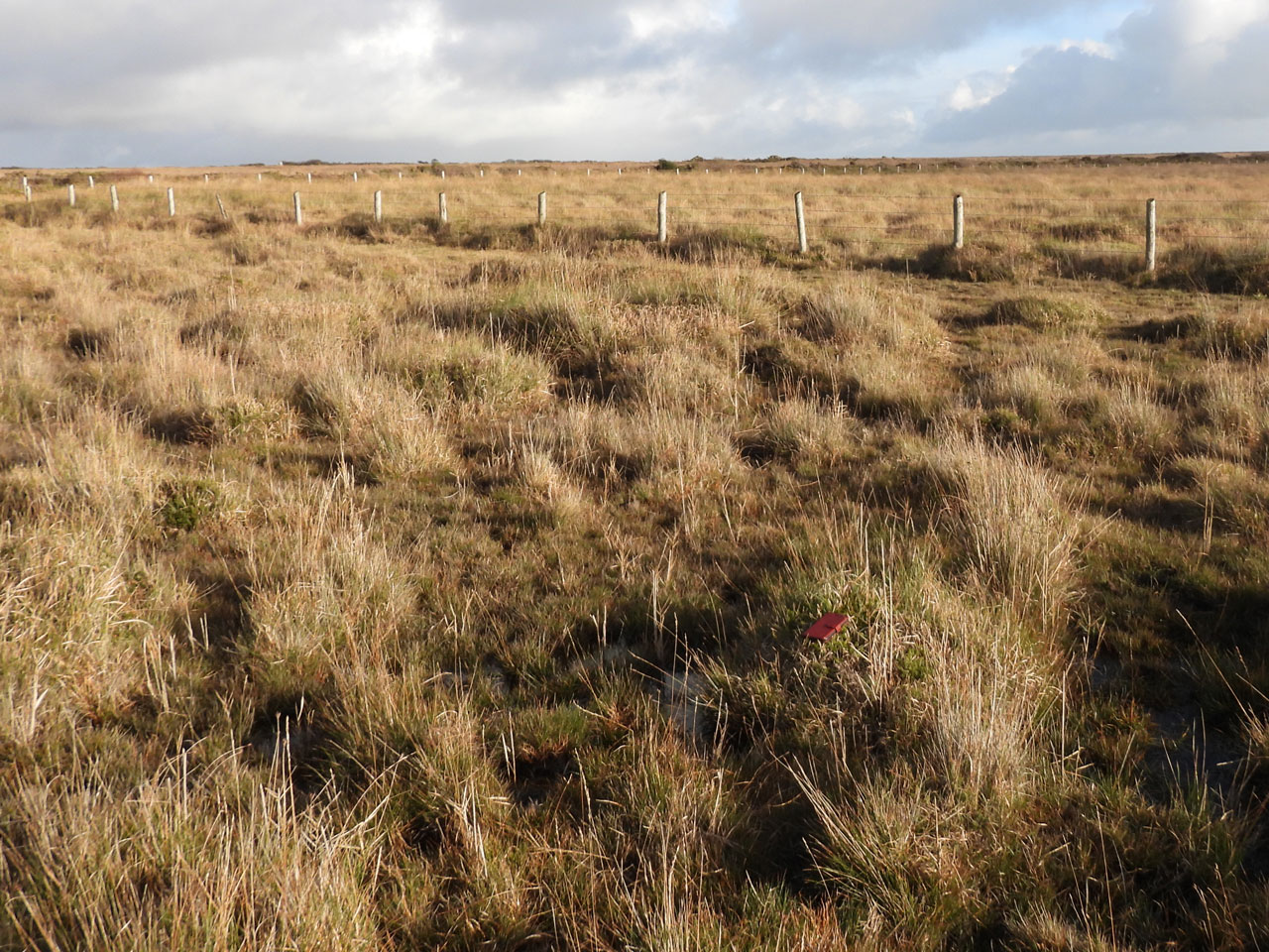 Cladonia stereoclada, habitat on hummocks in Schoenus nigricans – Erica vagans wet heath, Lizard, West Cornwall © Neil A Sanderson Cladonia stereoclada, habitat, Lizard, West Cornwall