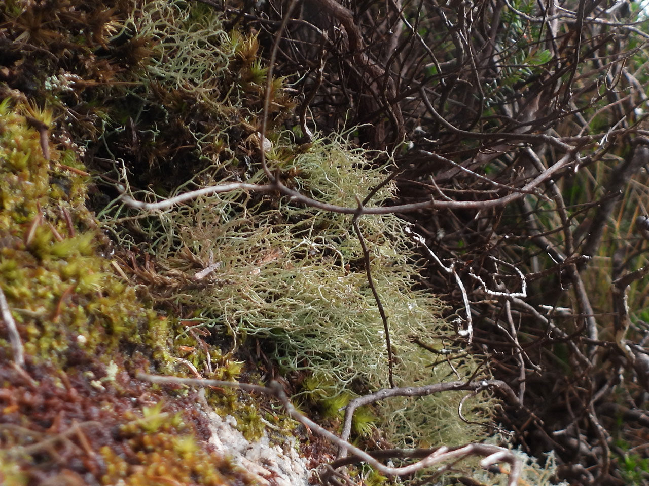 Cladonia stereoclada, well developed podetia, on bryophytes on rock slab under Heather, Hannibal's Carn, West Cornwall © Neil A Sanderson Cladonia stereoclada, Hannibal's Carn, West Cornwall