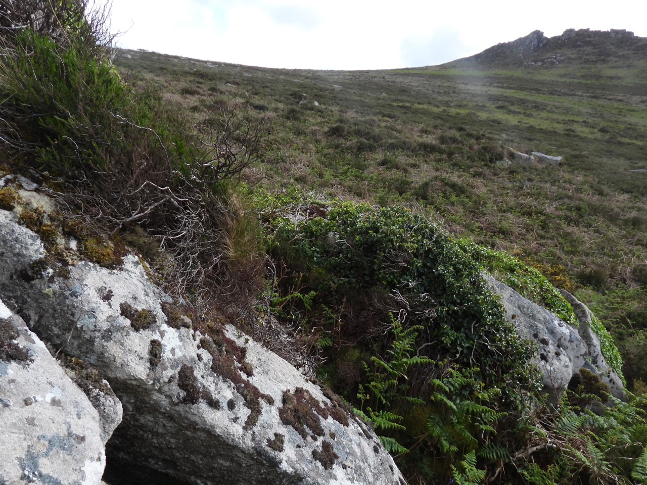 Cladonia stereoclada, habitat, on bryophytes on rock slab under dead Heather, Hannibal's Carn, West Penwith, W. Cornwall © Neil A Sanderson Cladonia stereoclada, habitat, Hannibal's Carn, West Penwith, W. Cornwall