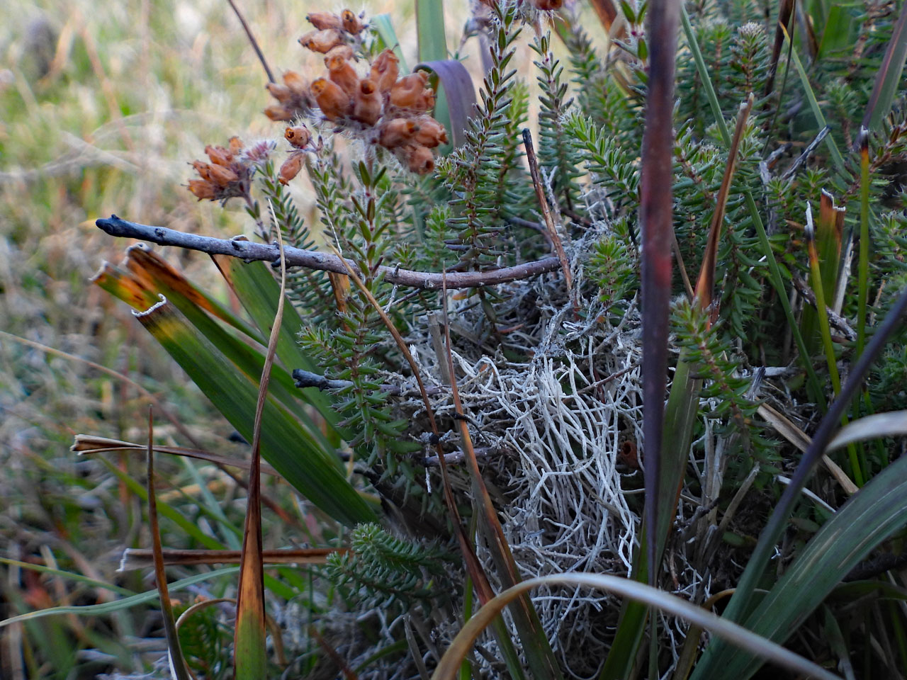Cladonia stereoclada, scorched thallus on hummock in burned Schoenus nigricans – Erica vagans wet heath, Lizard, West Cornwall © Neil A Sanderson Cladonia stereoclada, scorched thallus, Lizard, West Cornwall