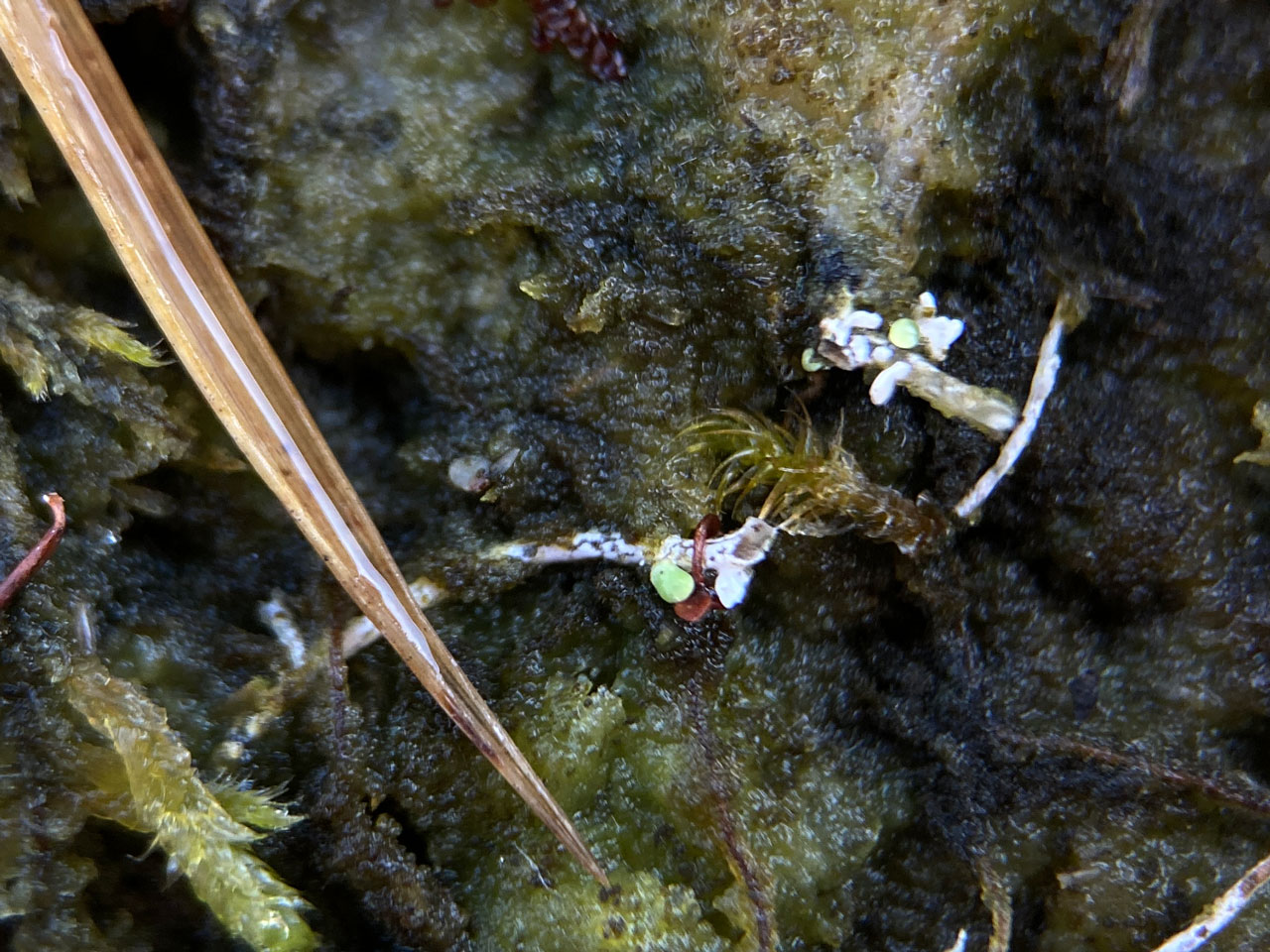 Cladonia stereoclada, regenerating scorched thallus, on hummock in burned Schoenus nigricans – Erica vagans wet heath, Lizard, West Cornwall © Neil A Sanderson Cladonia stereoclada, regenerating thallus after fire, Lizard, West Cornwall