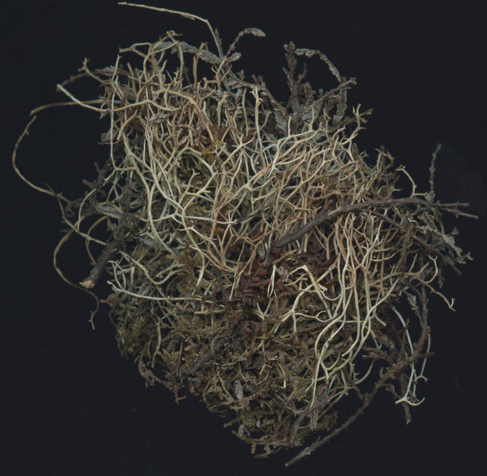 Cladonia stereoclada, herbarium specimen, (Sanderson 2093), Clogher Head, Dingle © Neil A Sanderson Cladonia stereoclada, Clogher Head, Dingle