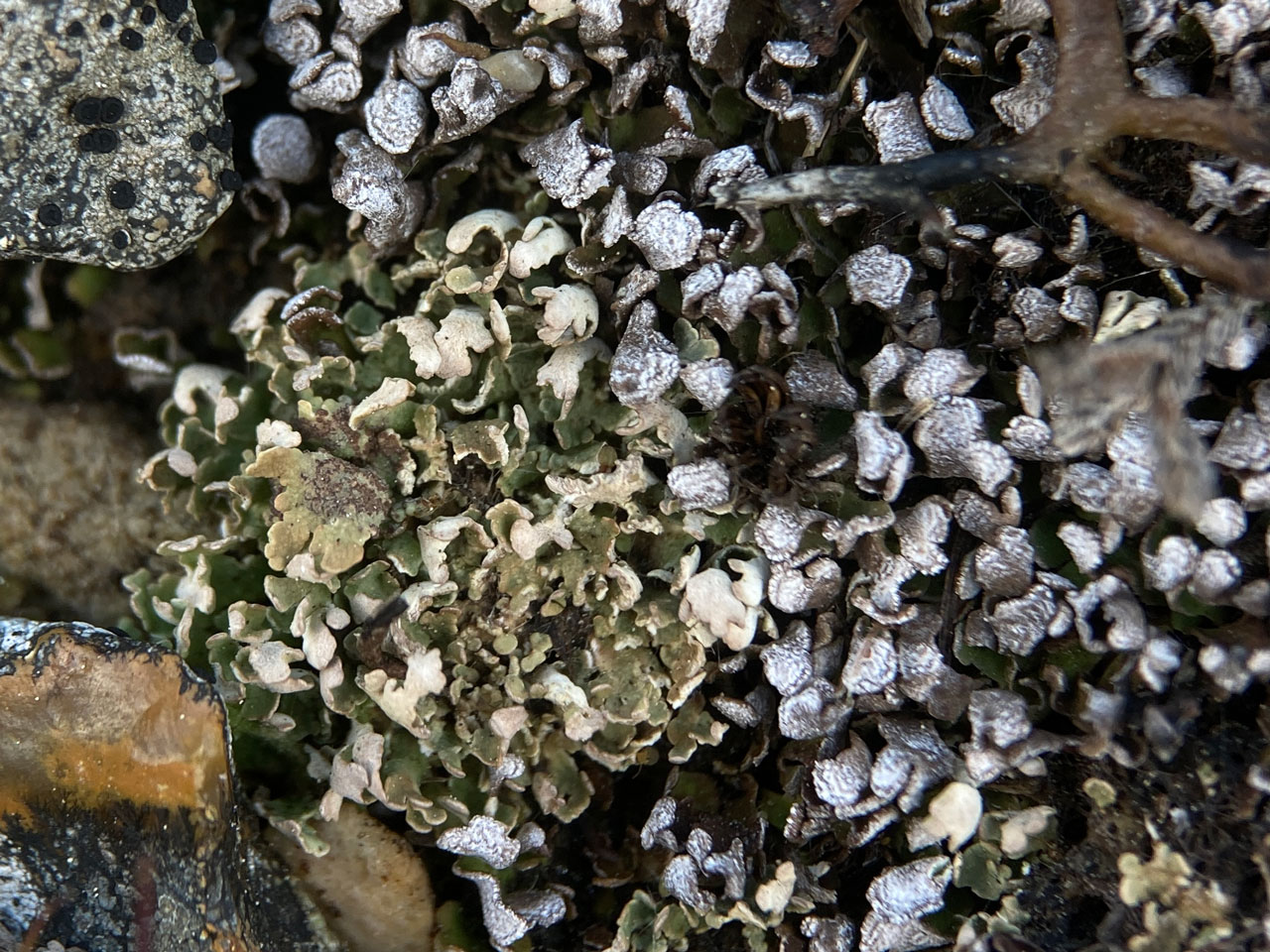Cladonia strepsilis, dry thallus, with Cladonia firma, in the base of an old gravel pit in heathland, Pipers Wait, New Forest © Neil A Sanderson Cladonia strepsilis, dry, with Cladonia firma, Pipers Wait, New Forest