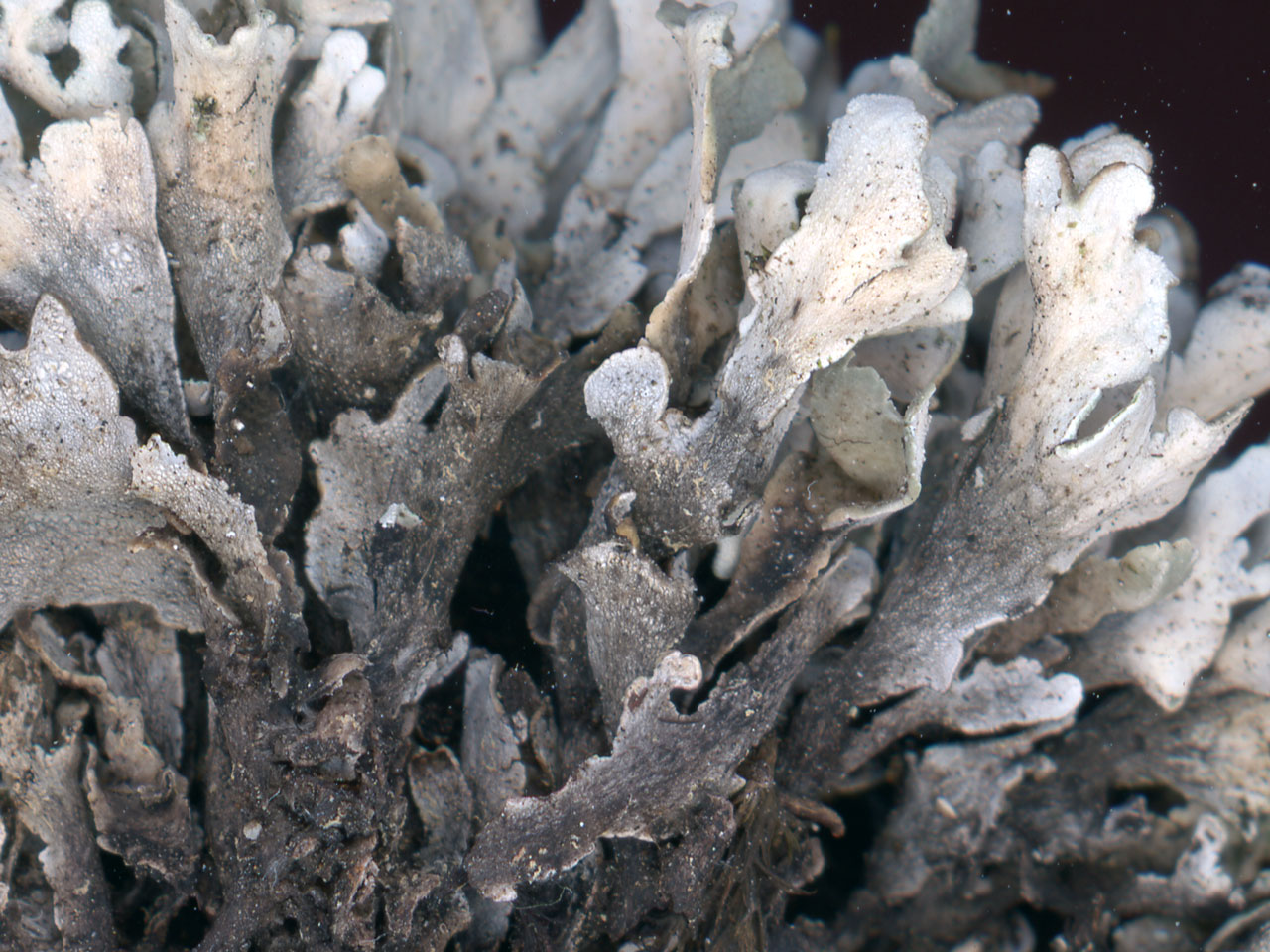 Cladonia subcervicornis, squamule undersides, humus on rock, Blawith Common, Westmorland, Coll. Dave Callender © Neil A Sanderson Cladonia subcervicornis, squamule undersides, humus on rock, Blawith Common, Westmorland
