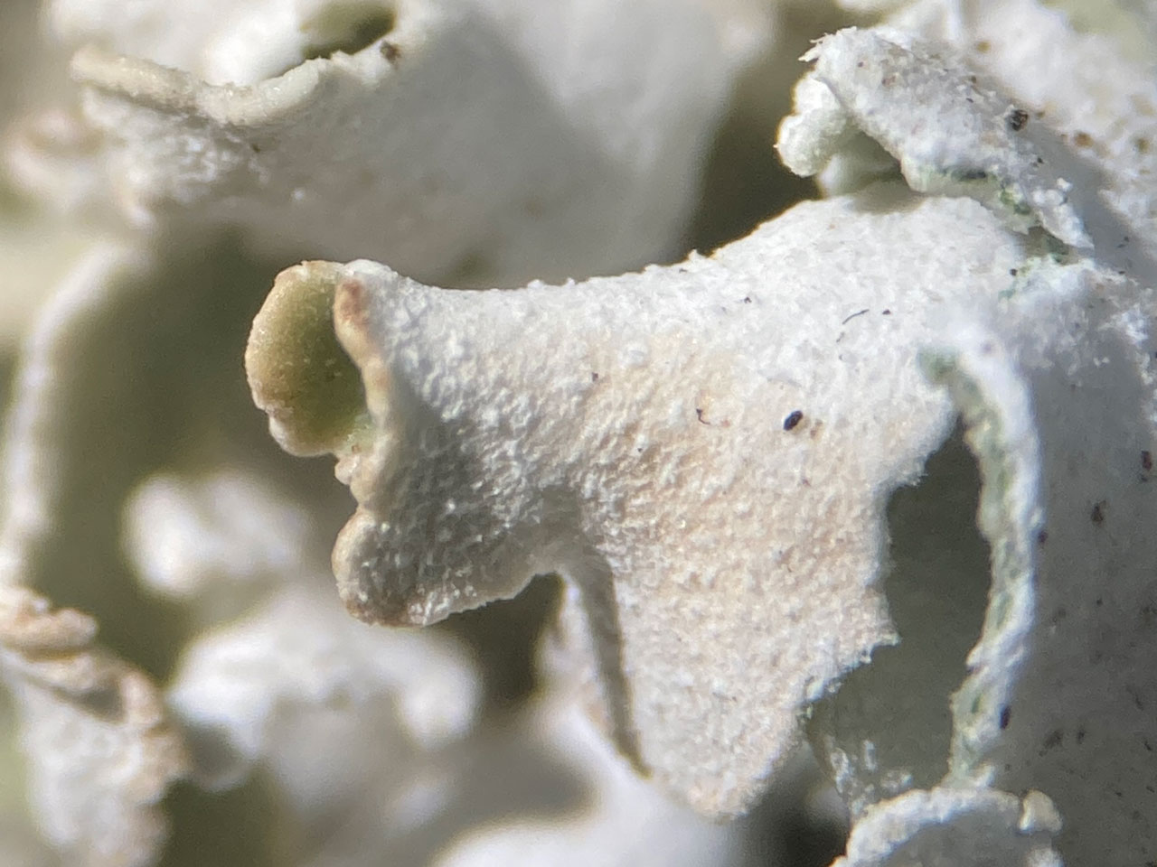 Cladonia symphycarpa, close up of underside, showing tomentose flocking, K+ yellow, Pd+ orange-red chemotype, serpentine rock heath, Gew Graze, Lizard, West Cornwall © Neil A Sanderson Cladonia symphycarpa, underside closeup, Gew Graze, Lizard, West Cornwall