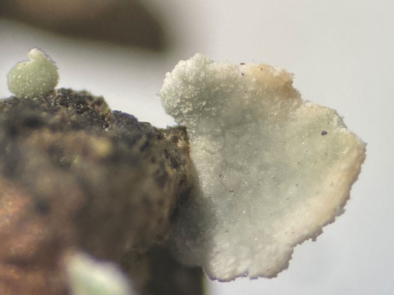 Cladonia symphycarpa, close up of top surface, showing brown tip with pruina, K+ yellow, Pd+ orange-red chemotype, serpentine rock heath, Gew Graze, Lizard, West Cornwall © Neil A Sanderson Cladonia symphycarpa, top surface closeup, Gew Graze, Lizard, West Cornwall
