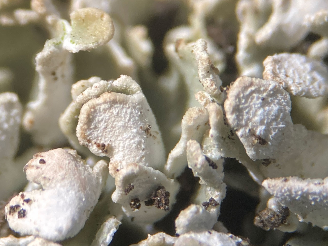 Cladonia symphycarpa, close up of squamules, K+ yellow, Pd+ orange-red chemotype, serpentine rock heath, Gew Graze, Lizard, West Cornwall © Neil A Sanderson Cladonia symphycarpa, squamules closeup, Gew Graze, Lizard, West Cornwall