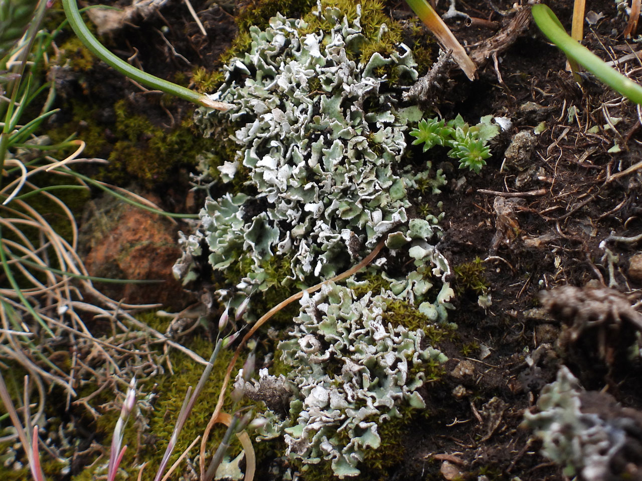 Cladonia symphycarpa, K+ yellow, Pd+ orange-red chemotype, thallus on ledge on serpentine rock heath, Gew Graze, Lizard, West Cornwall © Neil A Sanderson Cladonia symphycarpa, thallus, on serpentine, Gew Graze, Lizard, West Cornwall