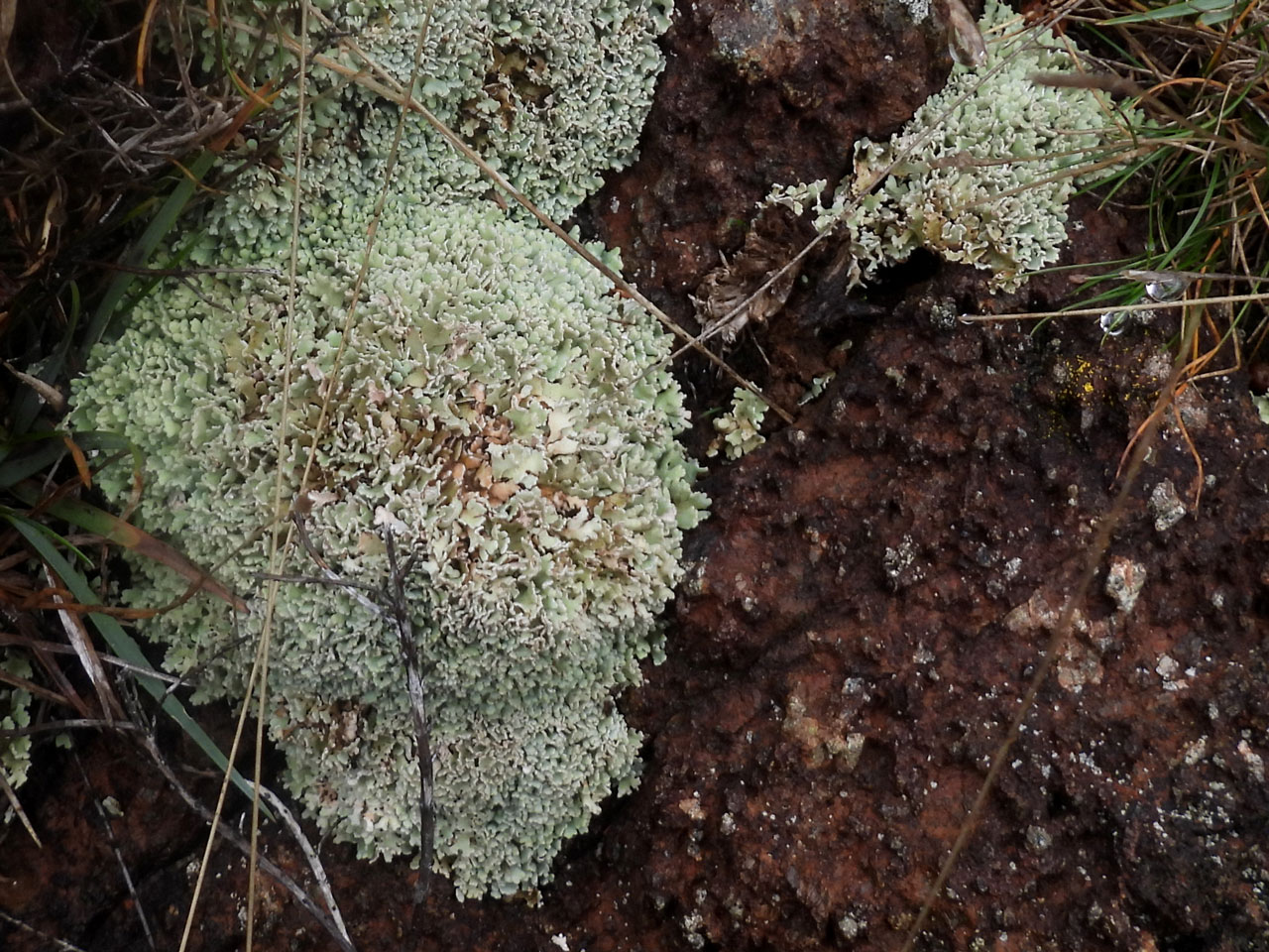 Cladonia symphycarpa, K+ yellow, Pd+ orange-red chemotype, wet thallus on serpentine, Kynance, West Cornwall © Neil A Sanderson Cladonia symphycarpa, wet thallus on serpentine, Kynance, West Cornwall