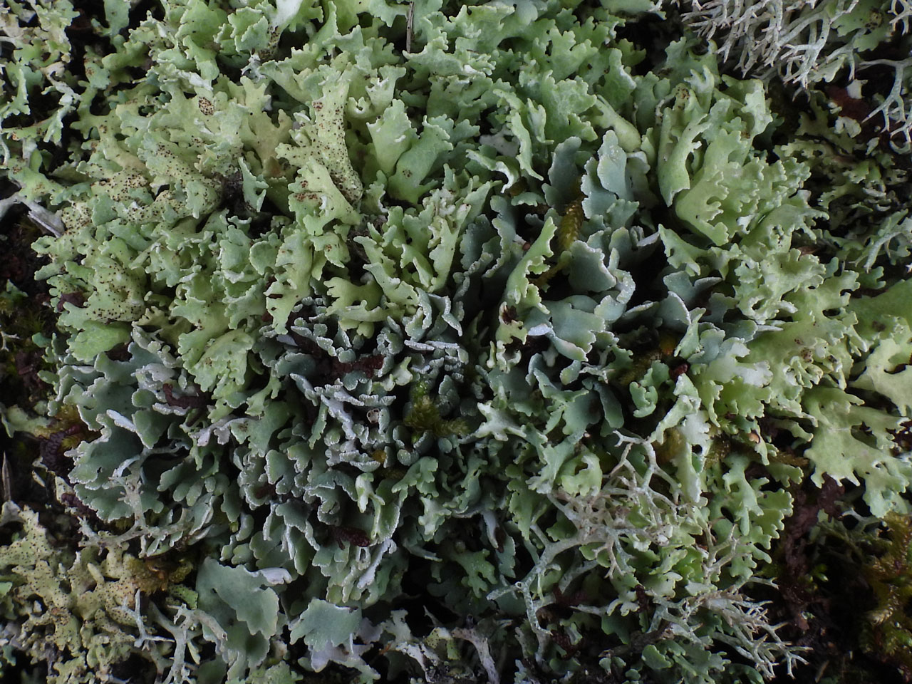 Cladonia symphycarpa (pale grey-green below, K+ yellow & Pd+ orange-red chemotype) & Cladonia foliacea (yellow-green above), damp thalli, serpentine Rock Heath, Kynance, West Cornwall © Neil A Sanderson Cladonia symphycarpa (pale grey-green below) & Cladonia foliacea (yellow-green above), Rock Heath, Kynance, West Cornwall