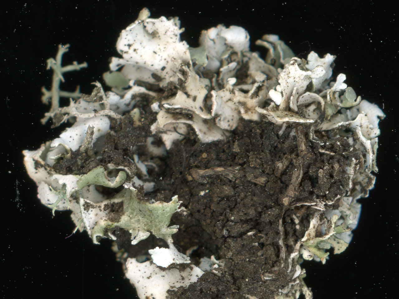 Cladonia symphycarpa, underside, Grew Graze, Lizard, East Cornwall