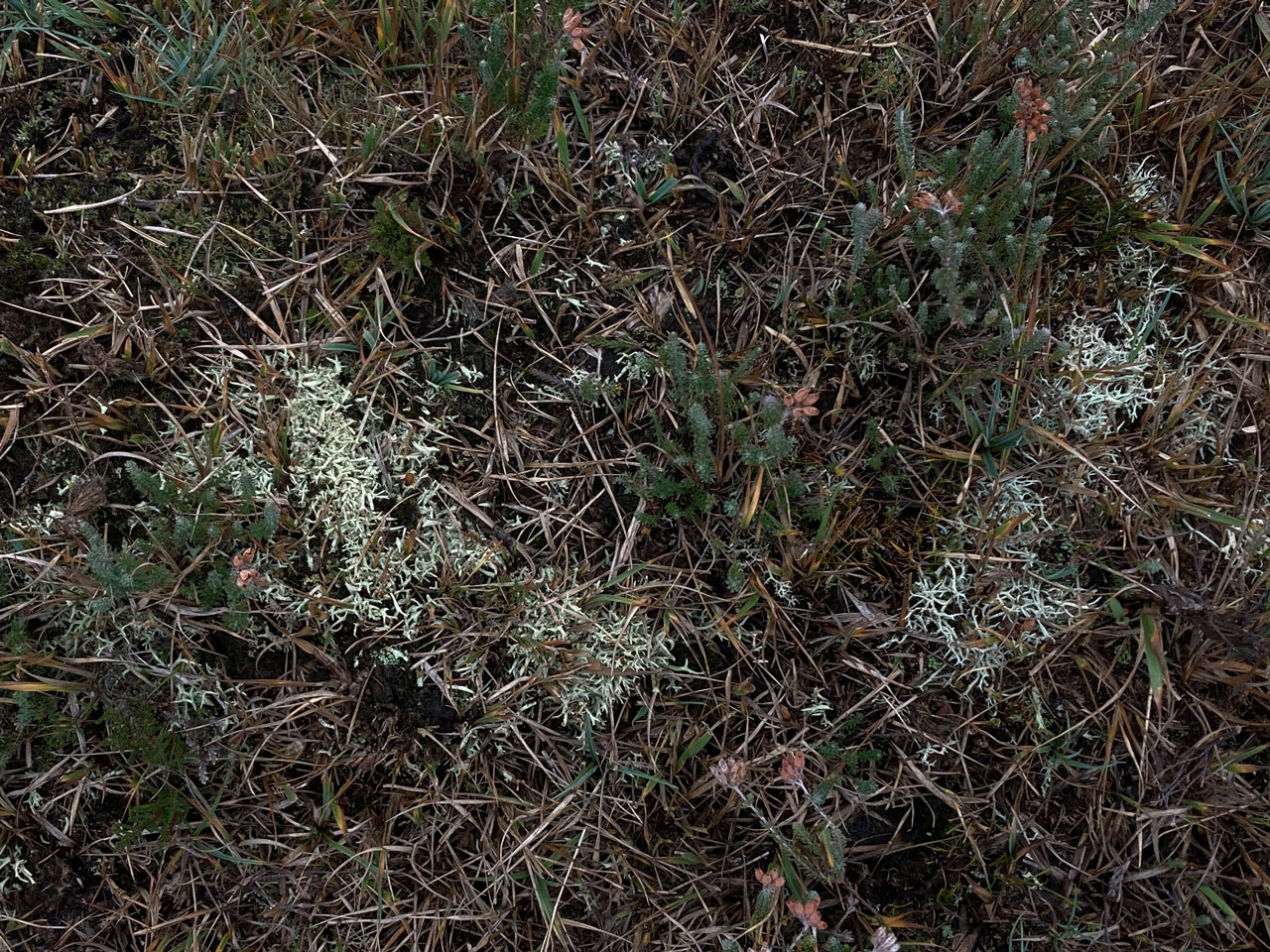 Cladonia uncialis subsp. biuncialis (L) yellowish & Cladonia zopfii (R) sliver grey, showing subtile colour differences, wet heath, White Moor, New Forest © Neil A Sanderson Cladonia uncialis subsp. biuncialis (L) & Cladonia zopfii (R), colour differences, White Moor, New Forest