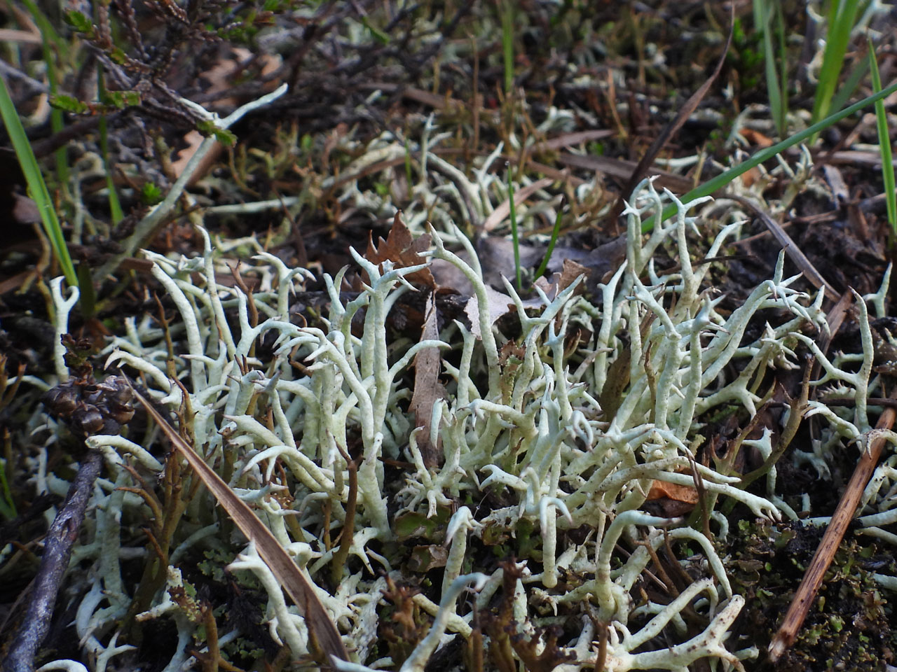 Cladonia zopfii, upright form, in base of old gravel pit in heathland, Fritham Plain, New Forest © Neil A Sanderson Cladonia zopfii, upright form, Fritham Plain, New Forest