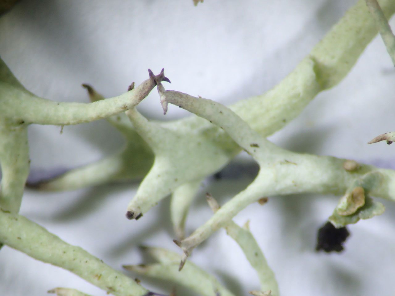 Cladonia zopfii, branch tips, wet heath, Foyers, Loch Ness © John Douglass Cladonia zopfii, Foyers, Loch Ness