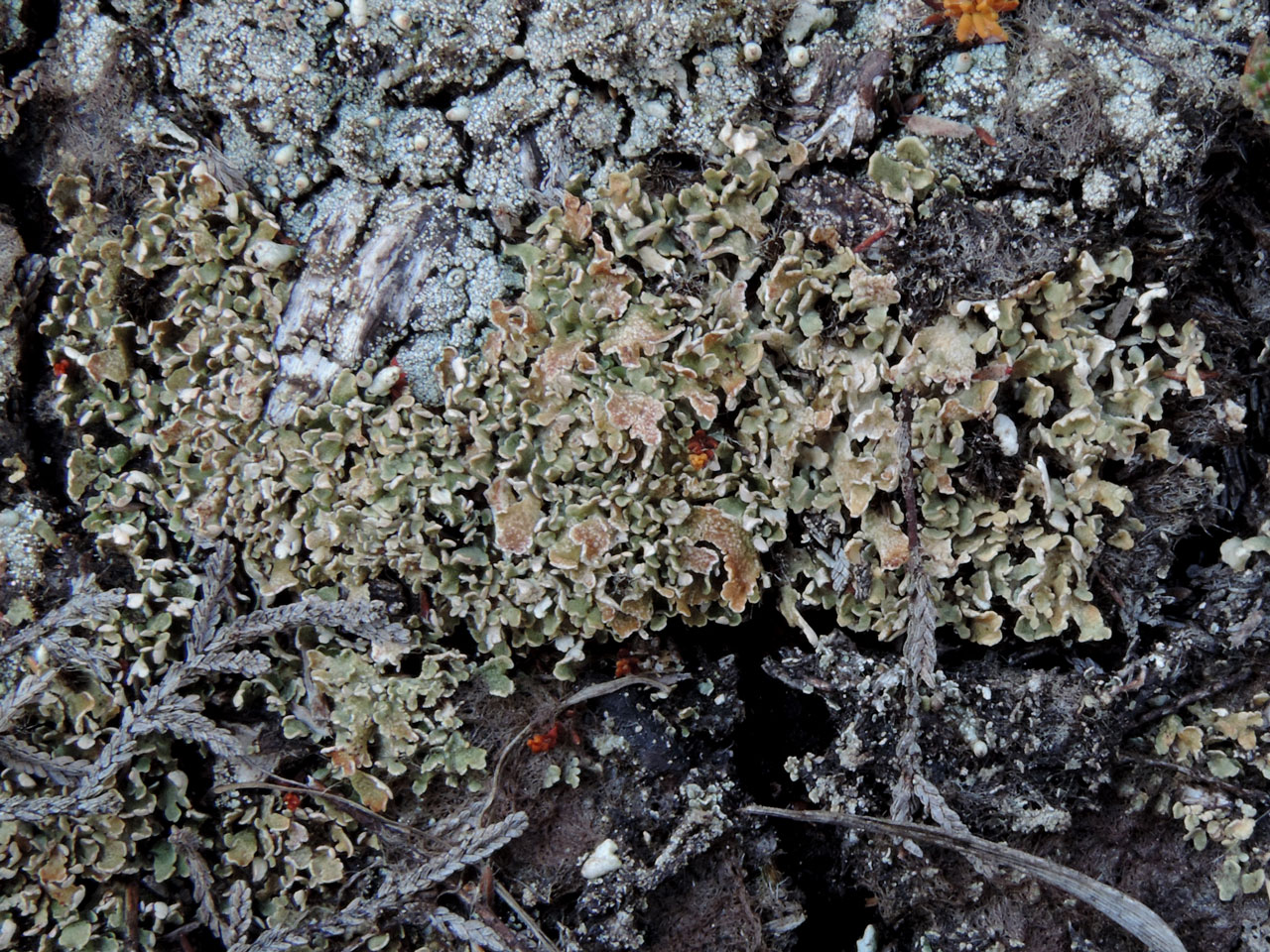 Cladonia strepsilis, typically dry sterile basal squamules showing the mottled bronze-green colour, Beaulieu Heath East, New Forest - © Neil A Sanderson Cladonia strepsilis, Beaulieu Heath East, New Forest - © Neil A Sanderson