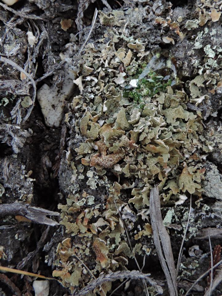 Cladonia strepsilis, a dry basal squamules showing the fleeting C + green spot test, Andrews Mare, New Forest - © Neil A Sanderson Cladonia strepsilis, Andrews Mare, New Forest - © Neil A Sanderson