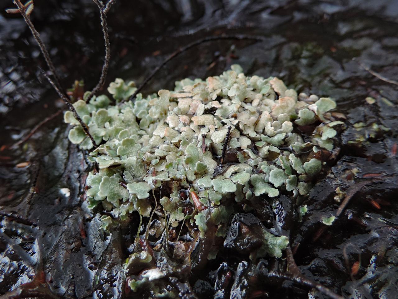 Cladonia strepsilis, a wet basal squamules showing the very different pale apple green colour of the wet squamules, Summerlug Hill, Holt Heath, Dorset - © Neil A Sanderson Cladonia strepsilis, Summerlug Hill, Holt Heath, Dorset - © Neil A Sanderson