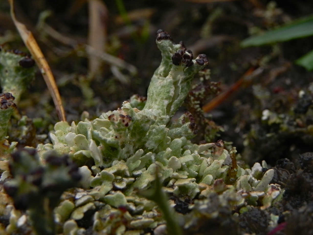 Cladonia strepsilis, podetia with dark brown apothecia, Beaulieu Heath West, New Forest - © Neil A Sanderson  Cladonia strepsilis, Beaulieu Heath West, New Forest - © Neil A Sanderson