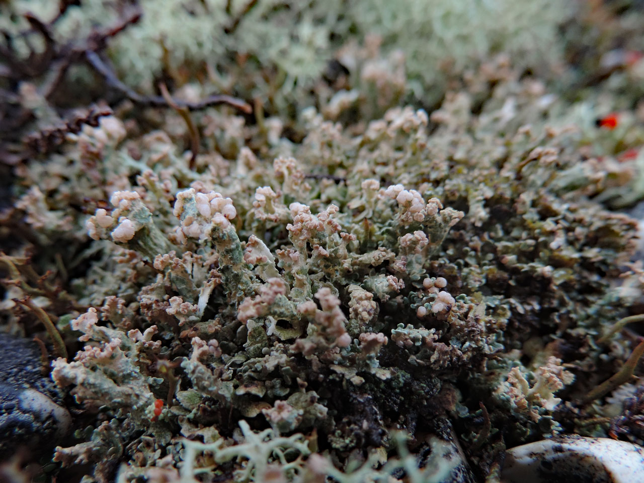 Cladonia strepsilis, Fields Heath, Blackfield, New Forest - © Neil A Sanderson