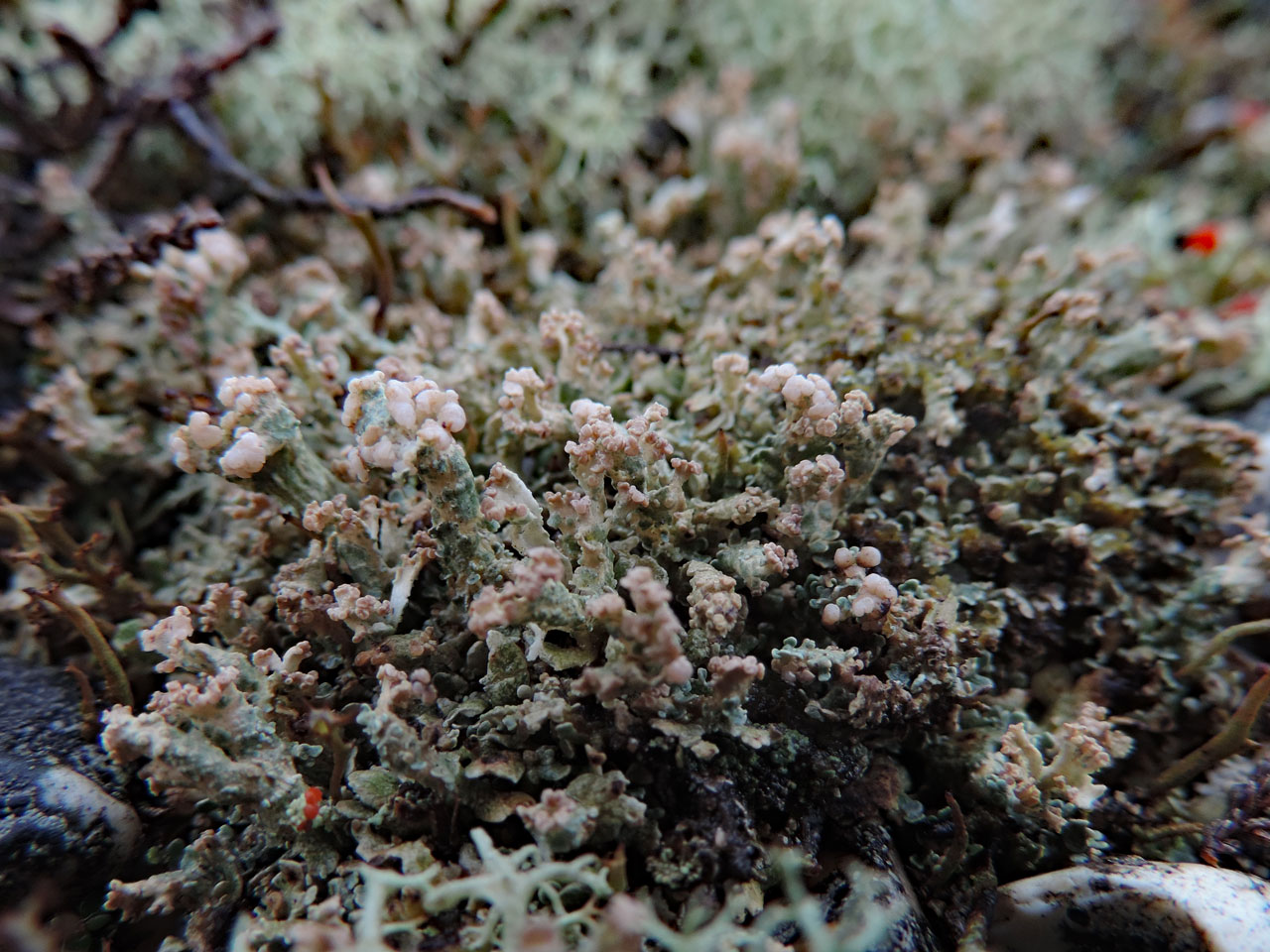 Cladonia strepsilis, podetia with rare pale coloured apothecia, Fields Heath, Blackfield, New Forest - © Neil A Sanderson Cladonia strepsilis, Fields Heath, Blackfield, New Forest - © Neil A Sanderson